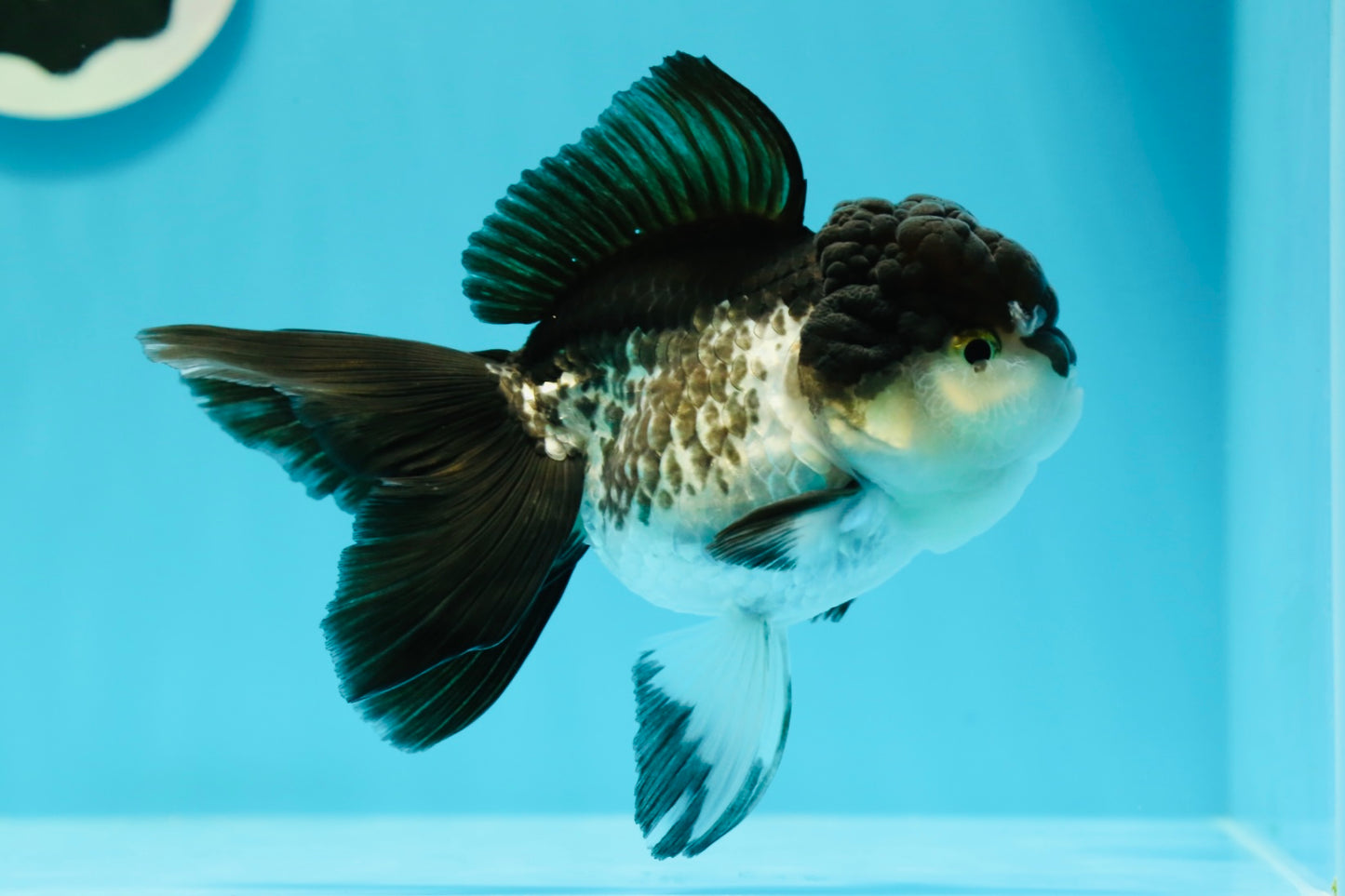 🐼 Panda Oranda Female 4.5-5 inches #0517OR_04