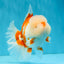 OLAF A Grade Red White Oranda Male 6 inches #040326OR_14