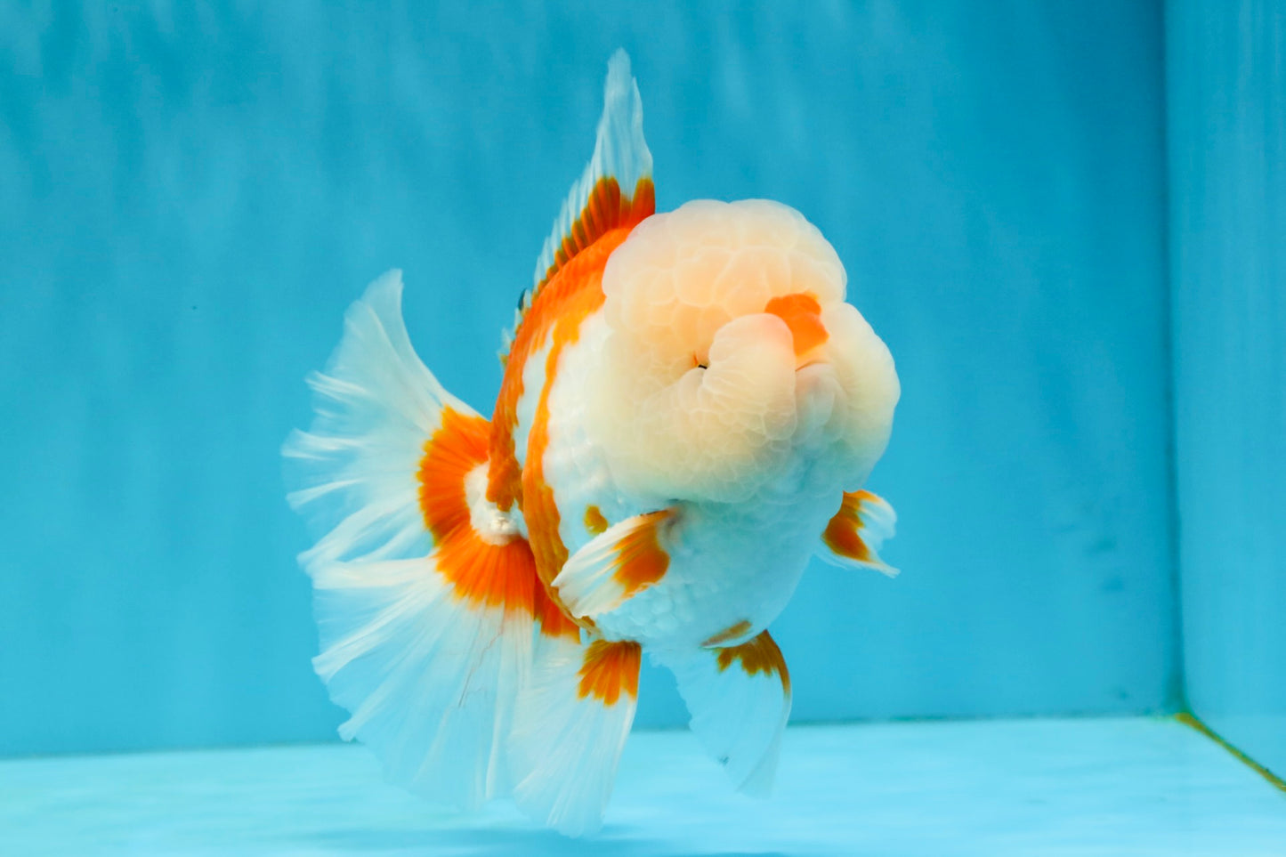OLAF A Grade Red White Oranda Male 6 inches #040326OR_14