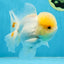 A Grade White Oranda Female 6 inches #070425OR_19