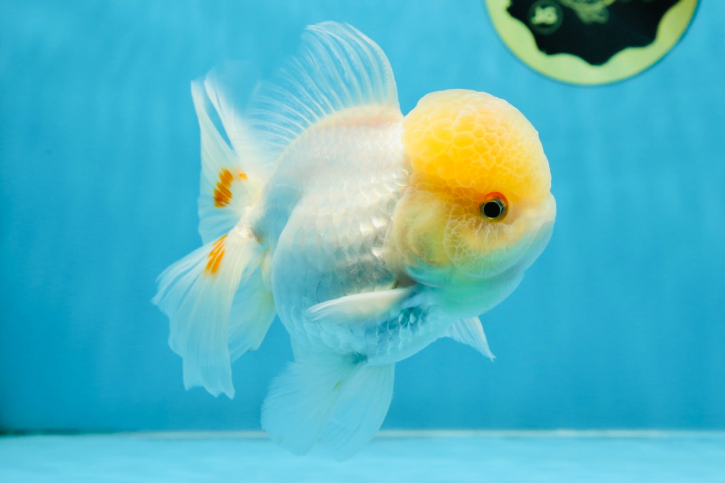A Grade White Oranda Female 6 inches #070425OR_19