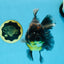 A Grade CHONKY Kirin Oranda Female 6.5 inches #072525OR_20