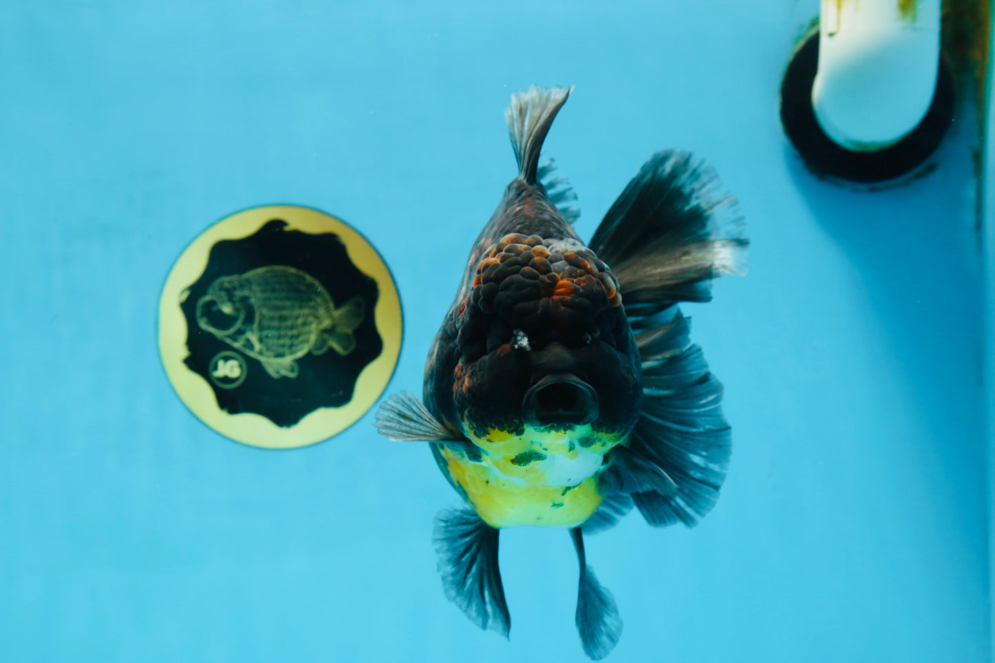 A Grade CHONKY Kirin Oranda Female 6.5 inches #072525OR_20