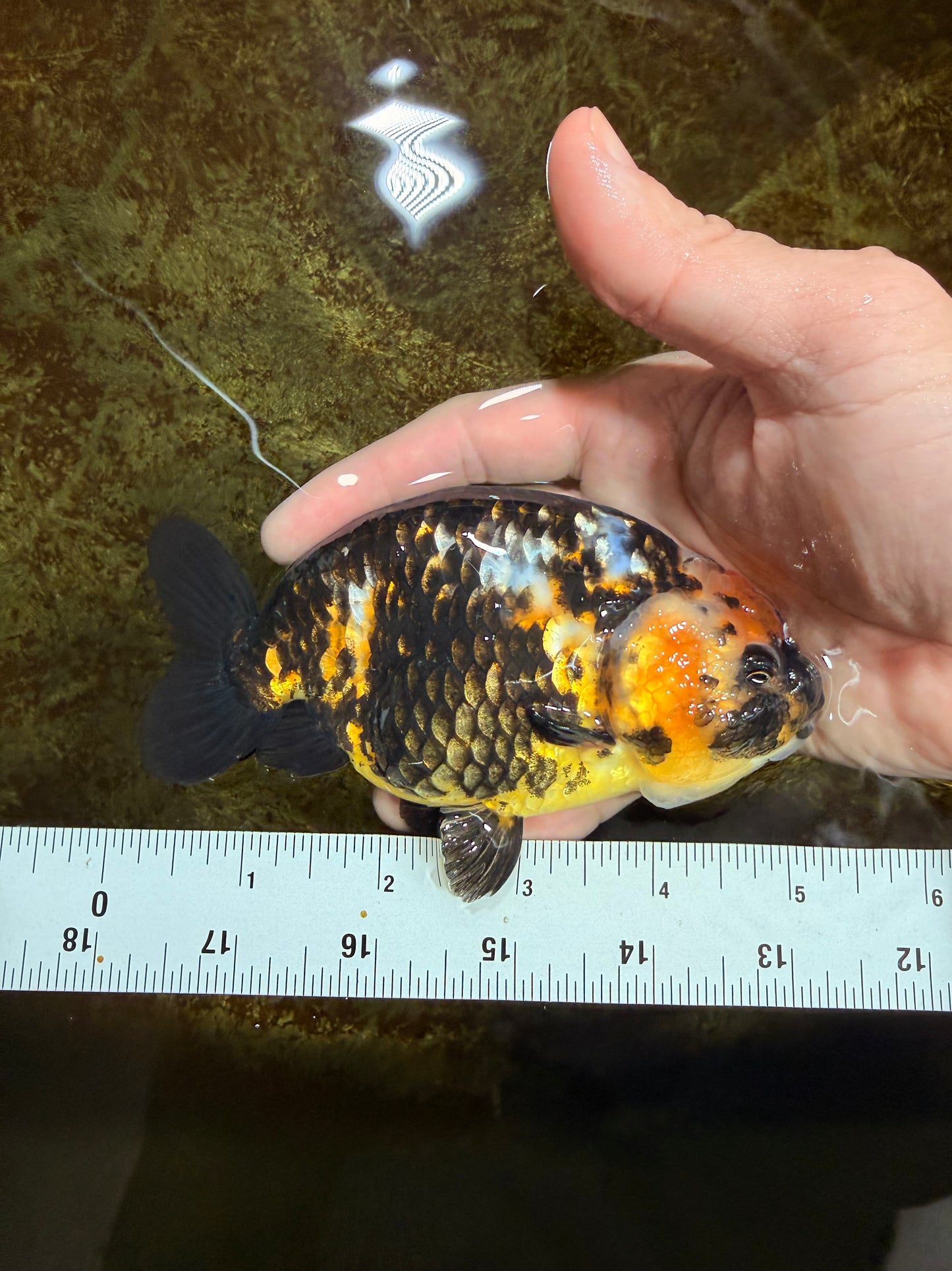 CHUBBY A Grade Calico Chinese Ranchu Female 5 inches #121225RC_06