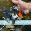 AAA Grade LAVA Tricolor Oranda Male 6 inches #090525OR_12