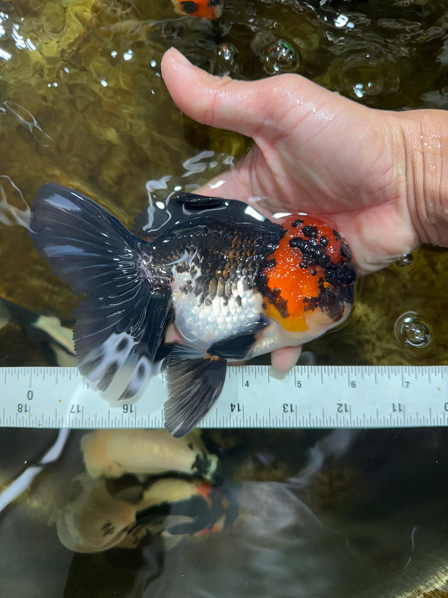 AAA Grade LAVA Tricolor Oranda Male 6 inches #090525OR_12