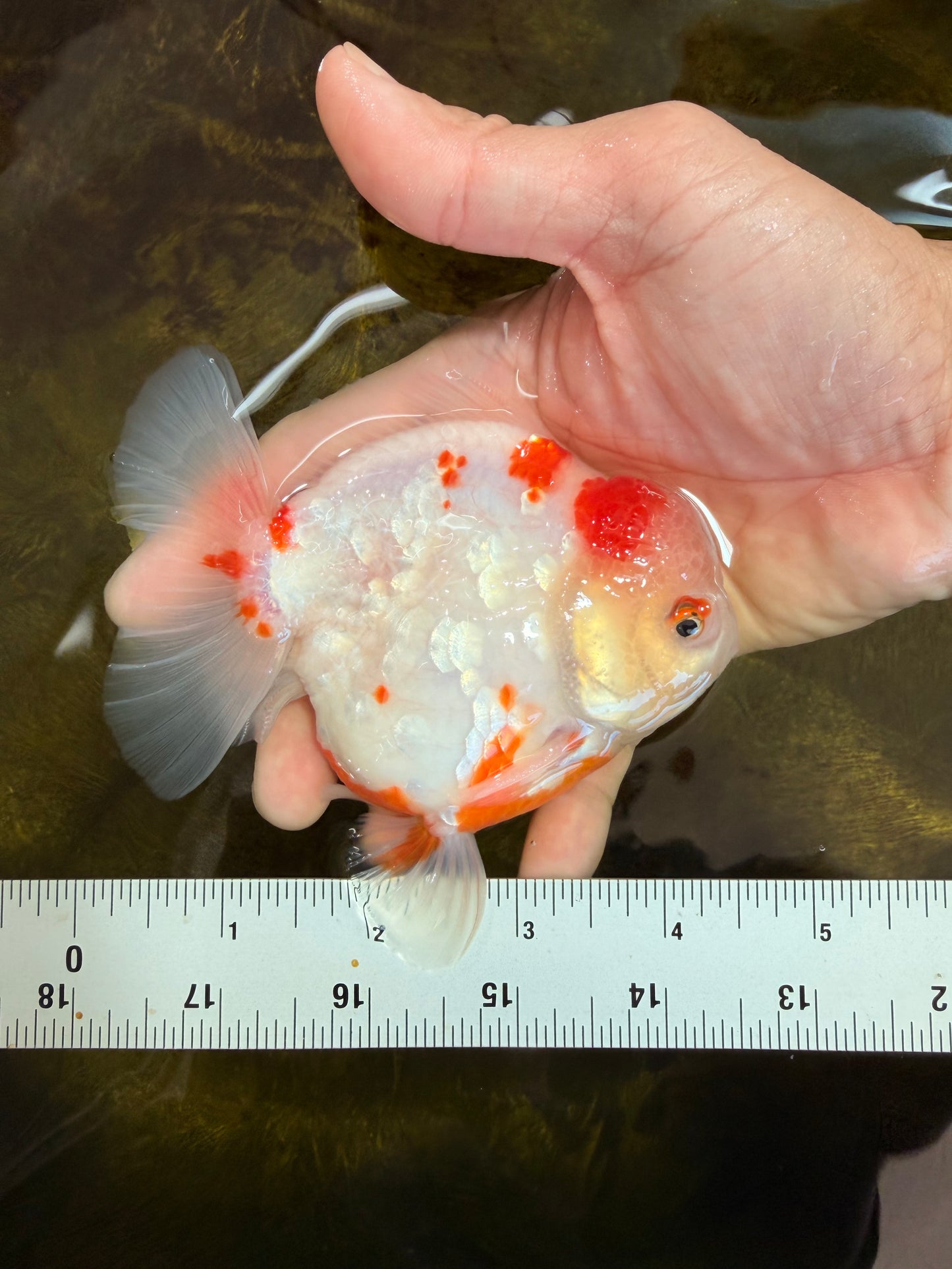 AAA Grade Sakura Kohaku Yuanbao Male 4.5 inches #101025YB_30