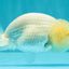 White Lionchu Female 4 inches #051526LC_13