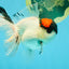 A Grade Tricolor Oranda Male 5.5 inches #030626OR_21