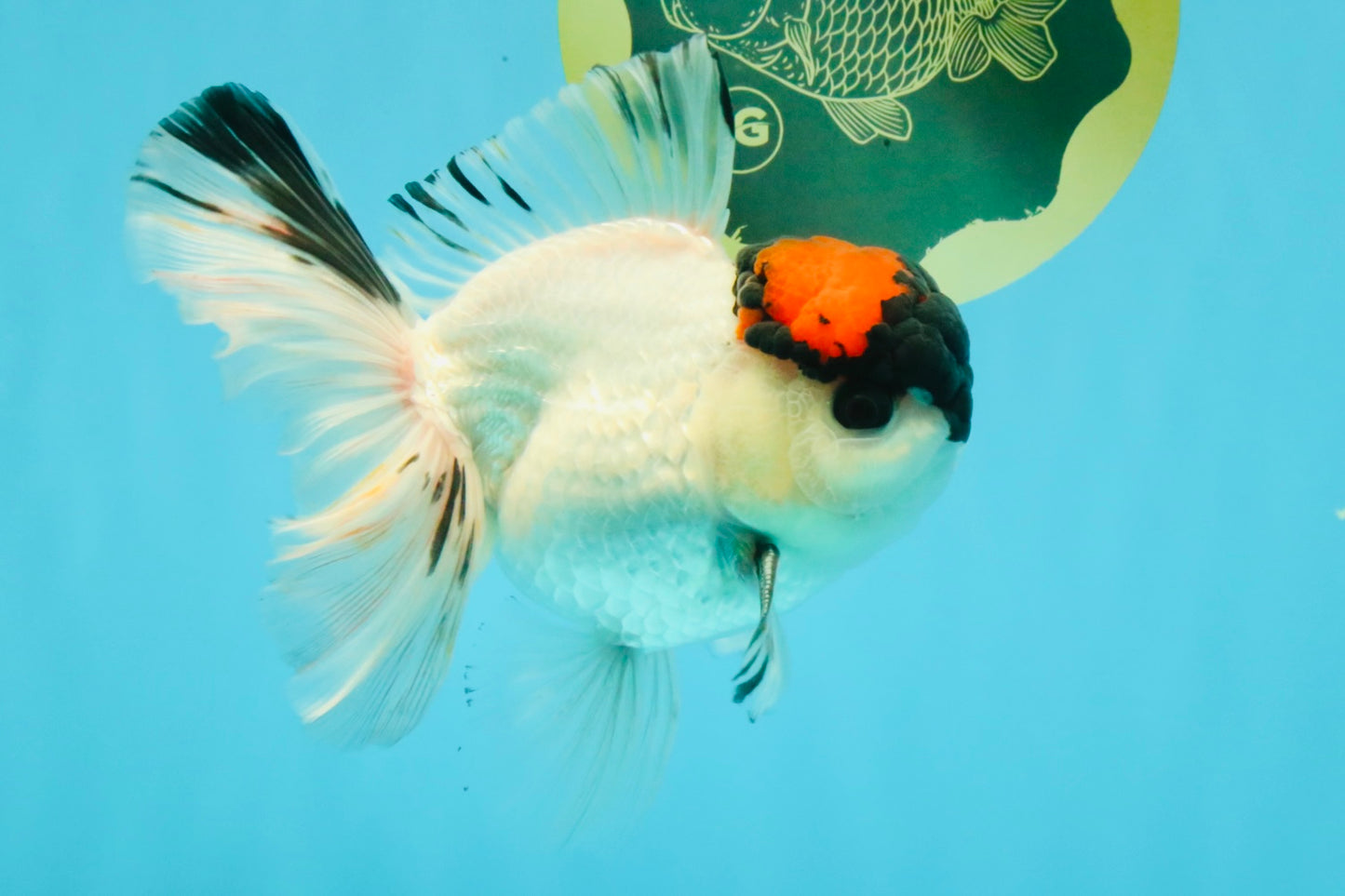 A Grade Tricolor Oranda Male 5.5 inches #030626OR_21