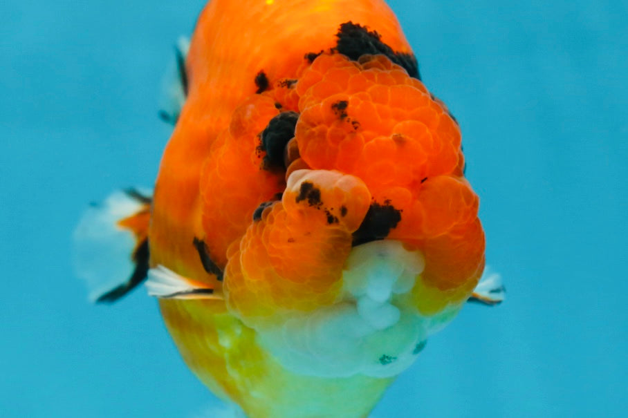 AAA Grade Cow Tiger LionKing 5 inches #050925LC_01