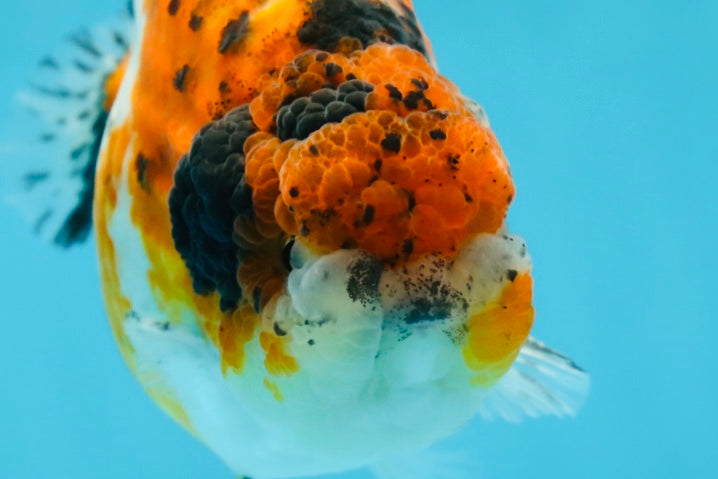 A Grade Calico LionKing 4.5-5 inches #052325LC_14