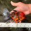 SPECIAL AAA Grade Tiger Oranda Male 6 inches #073126OR_23