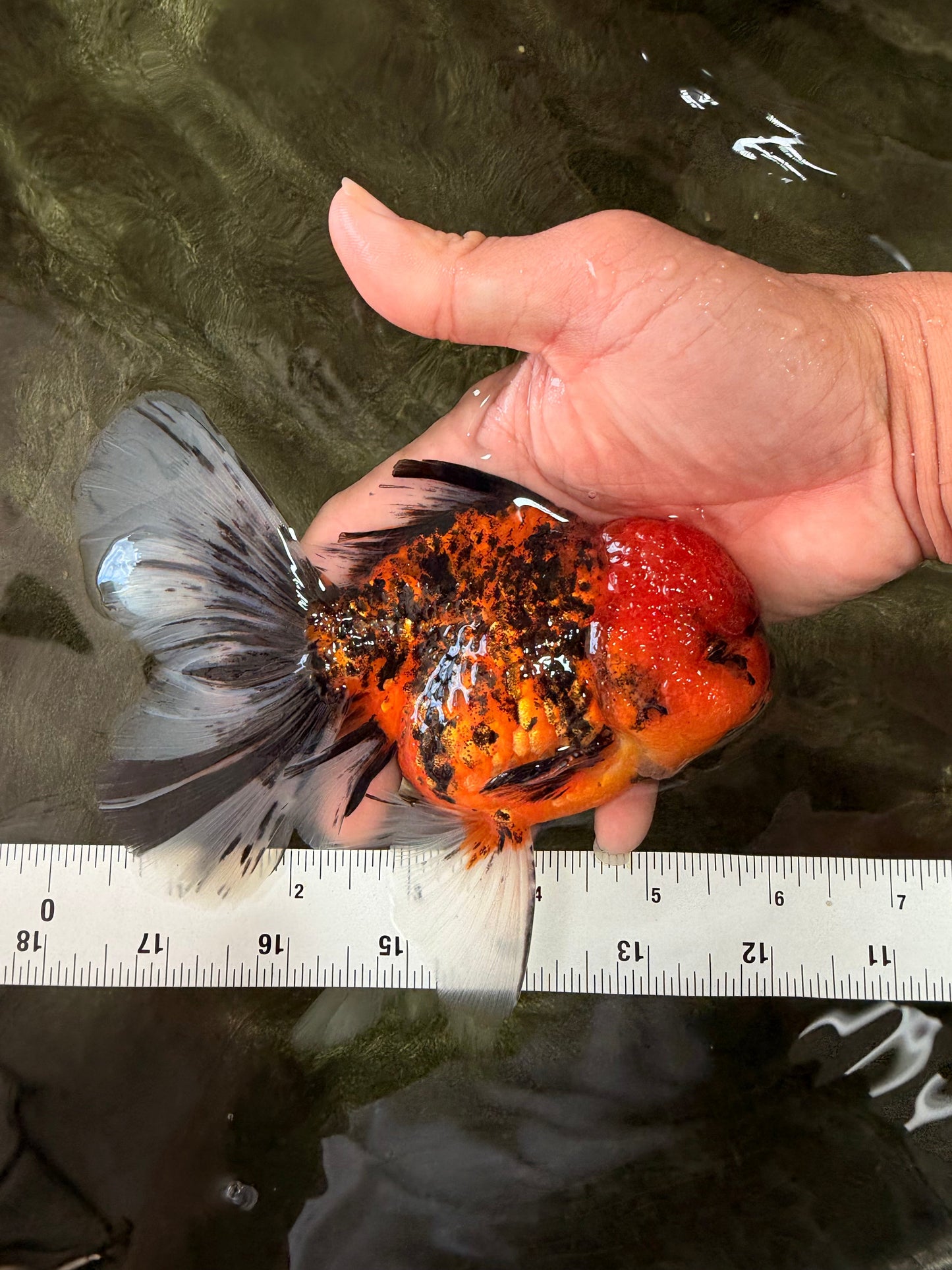 SPECIAL AAA Grade Tiger Oranda Male 6 inches #073126OR_23