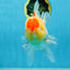 AAA Grade Godzilla Red White Oranda Female 6.5 inches #081525OR_14