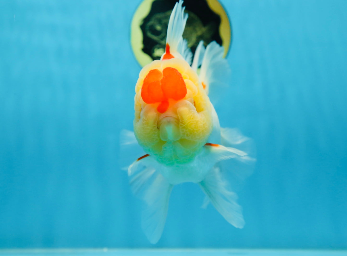 AAA Grade Godzilla Red White Oranda Female 6.5 inches #081525OR_14