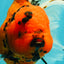 A Grade Tiger Oranda Female 7.5-8  inches #100226OR_34