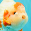 BULLDOG AAA Grade Red White Yuanbao Male 6 inches #070326YB_02