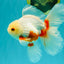 A Grade Red White Oranda Male 5.5-6 inches #102326OR_12