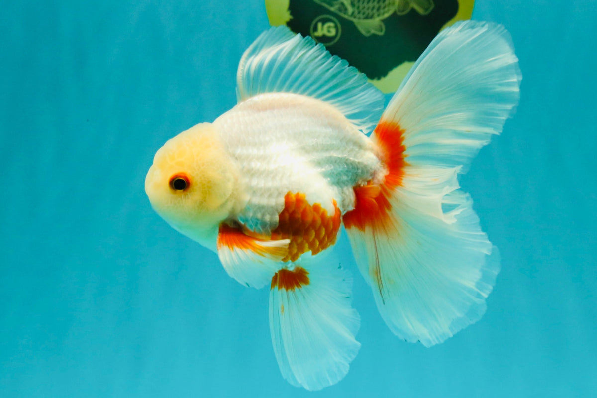 A Grade Red White Oranda Male 5.5-6 inches #102326OR_12