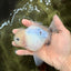 A Grade Marble Oranda Male 5-5.5 inches #050126OR_11