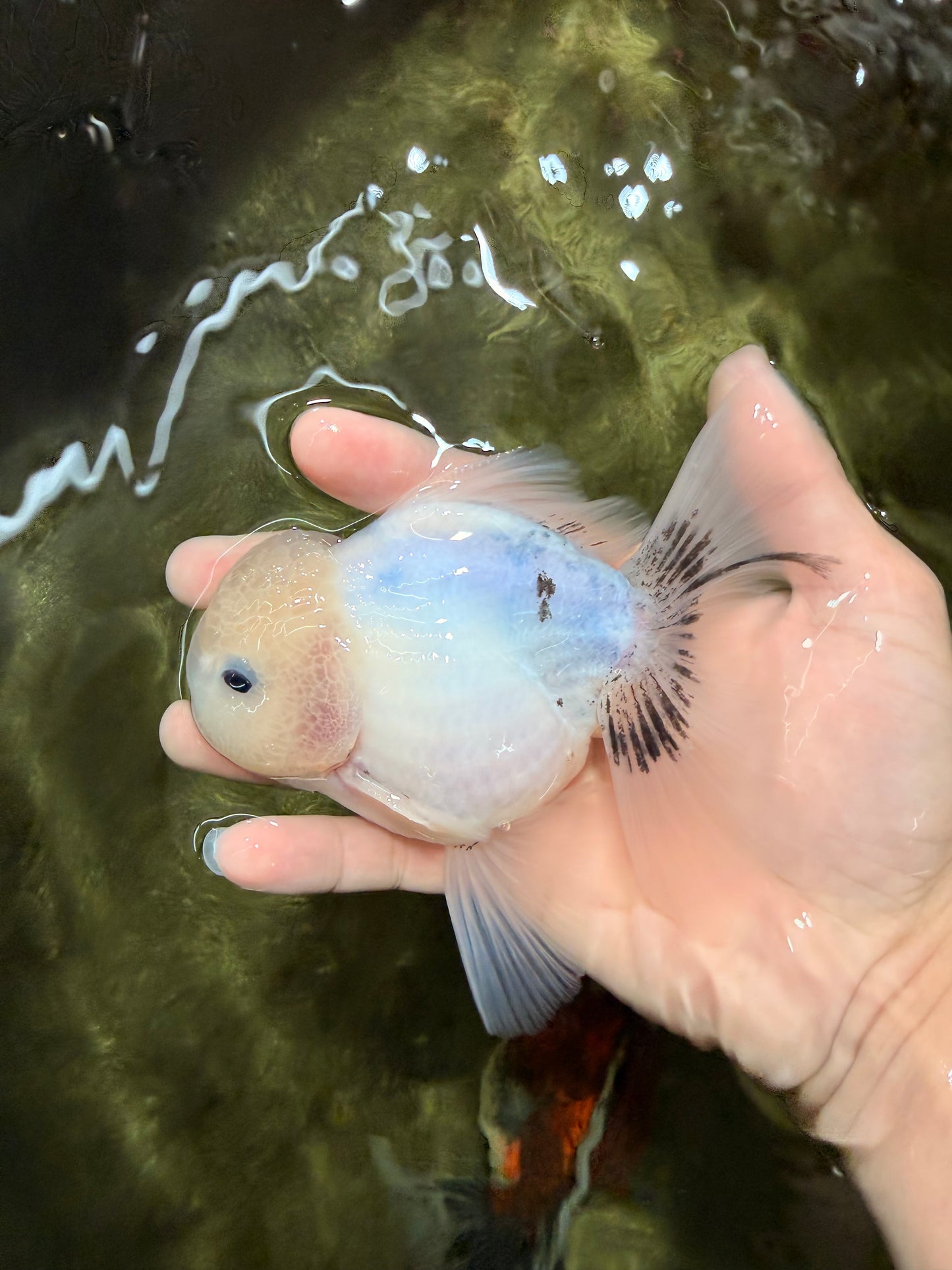 A Grade Marble Oranda Male 5-5.5 inches #050126OR_11