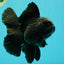 A Grade Black Oranda Male 5 inches #102326OR_13