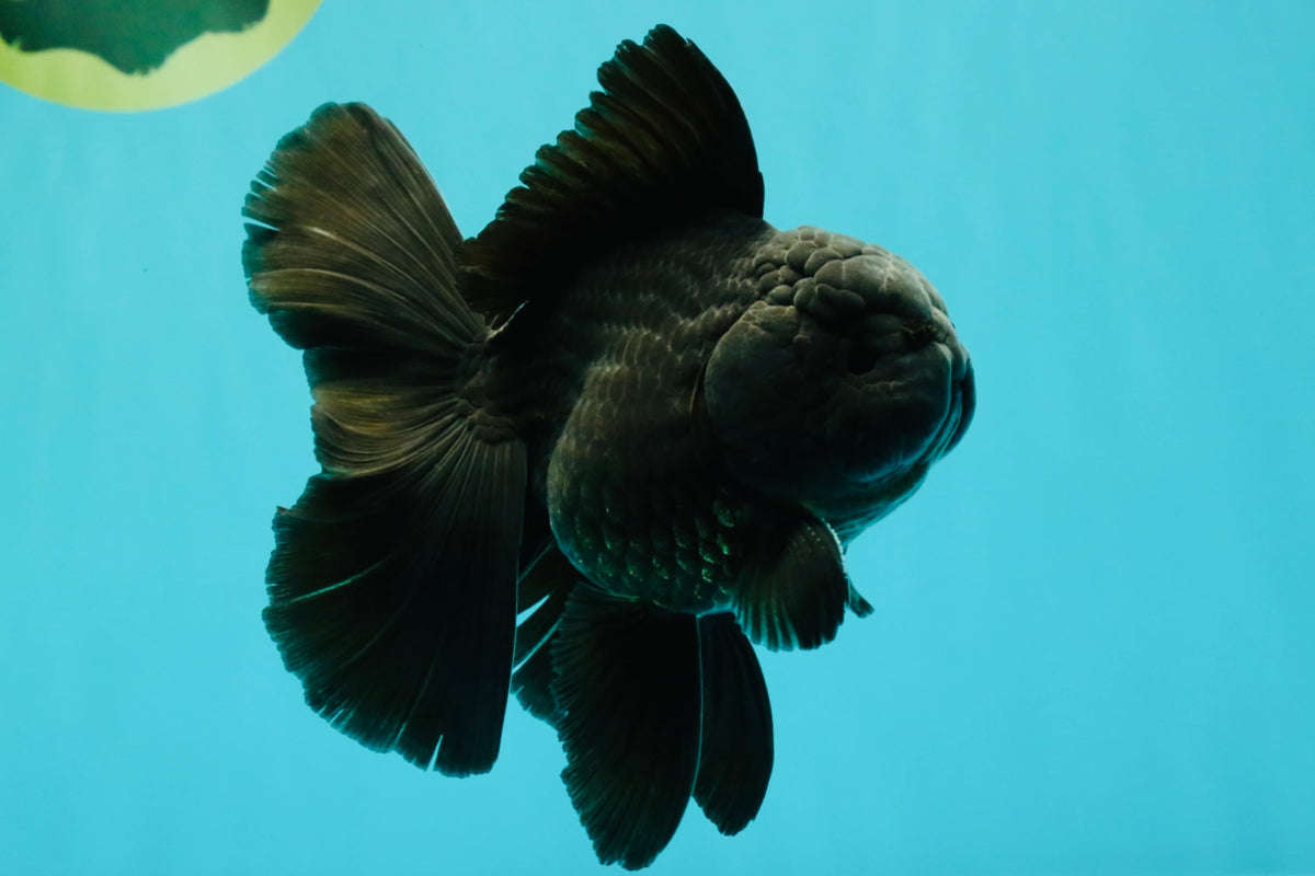 A Grade Black Oranda Male 5 inches #102326OR_13