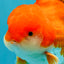 MARIO AAA Grade Red White Oranda Male 5.5 inches #030626OR_20