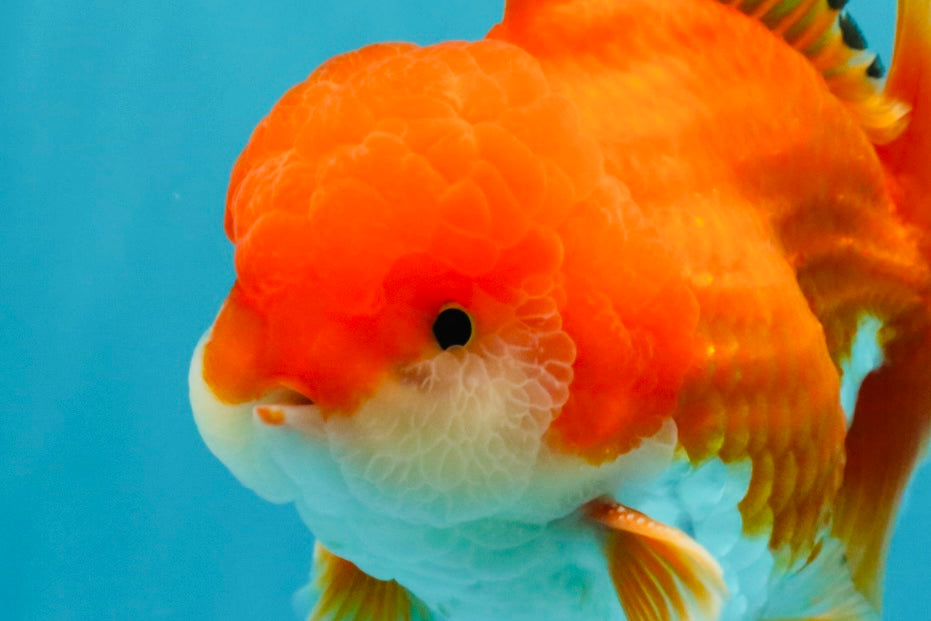 MARIO AAA Grade Red White Oranda Male 5.5 inches #030626OR_20