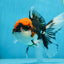 A Grade SUPER WEN Tricolor Oranda Female 6-6.5 inches #072525OR_22