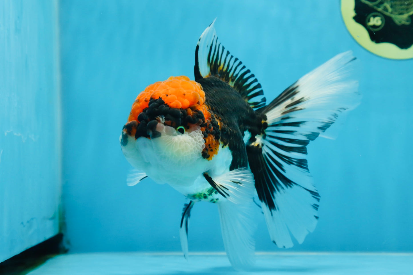 A Grade SUPER WEN Tricolor Oranda Female 6-6.5 inches #072525OR_22