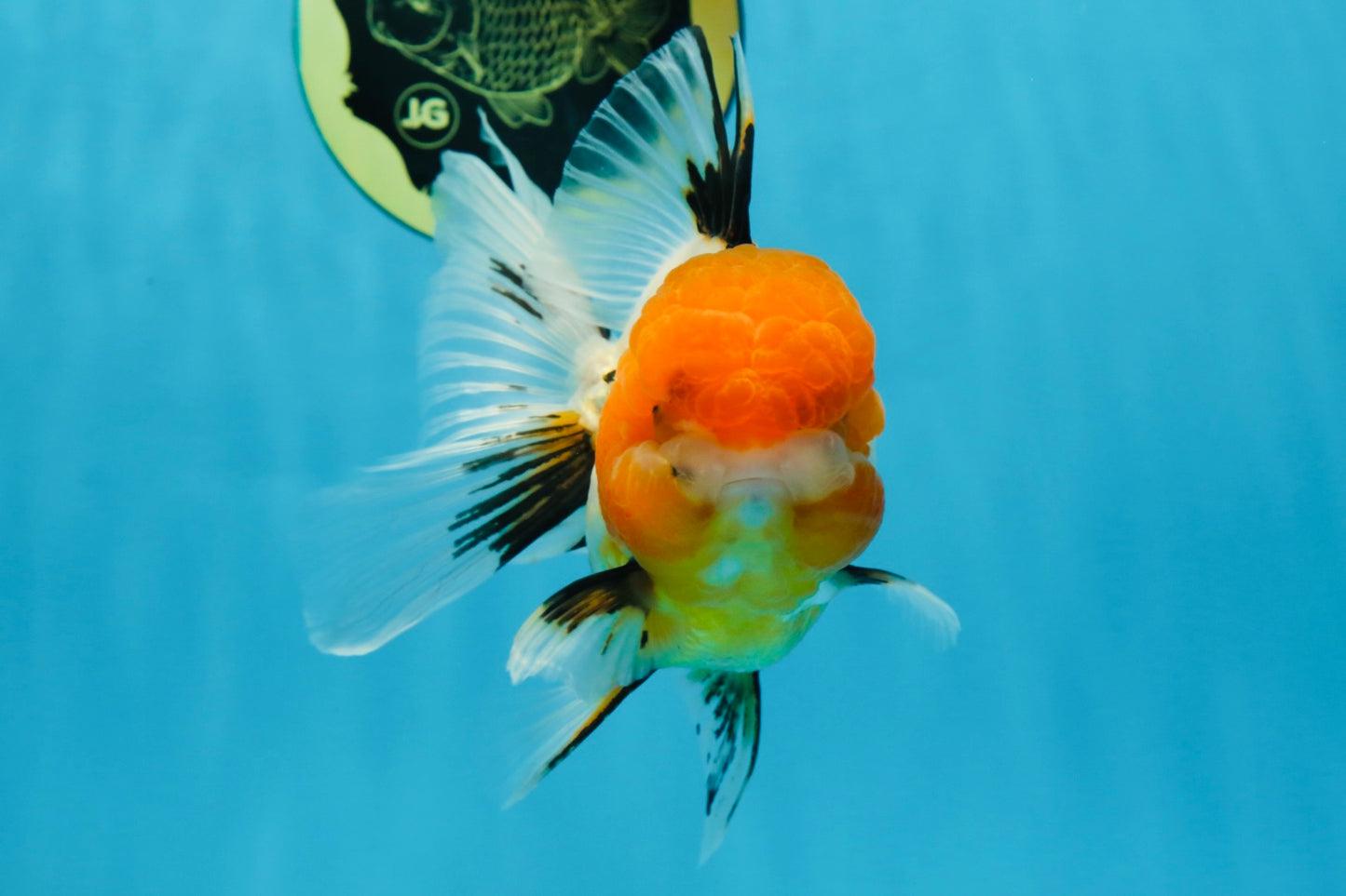 Tricolor Oranda Female 5-5.5 inches #070425OR_20