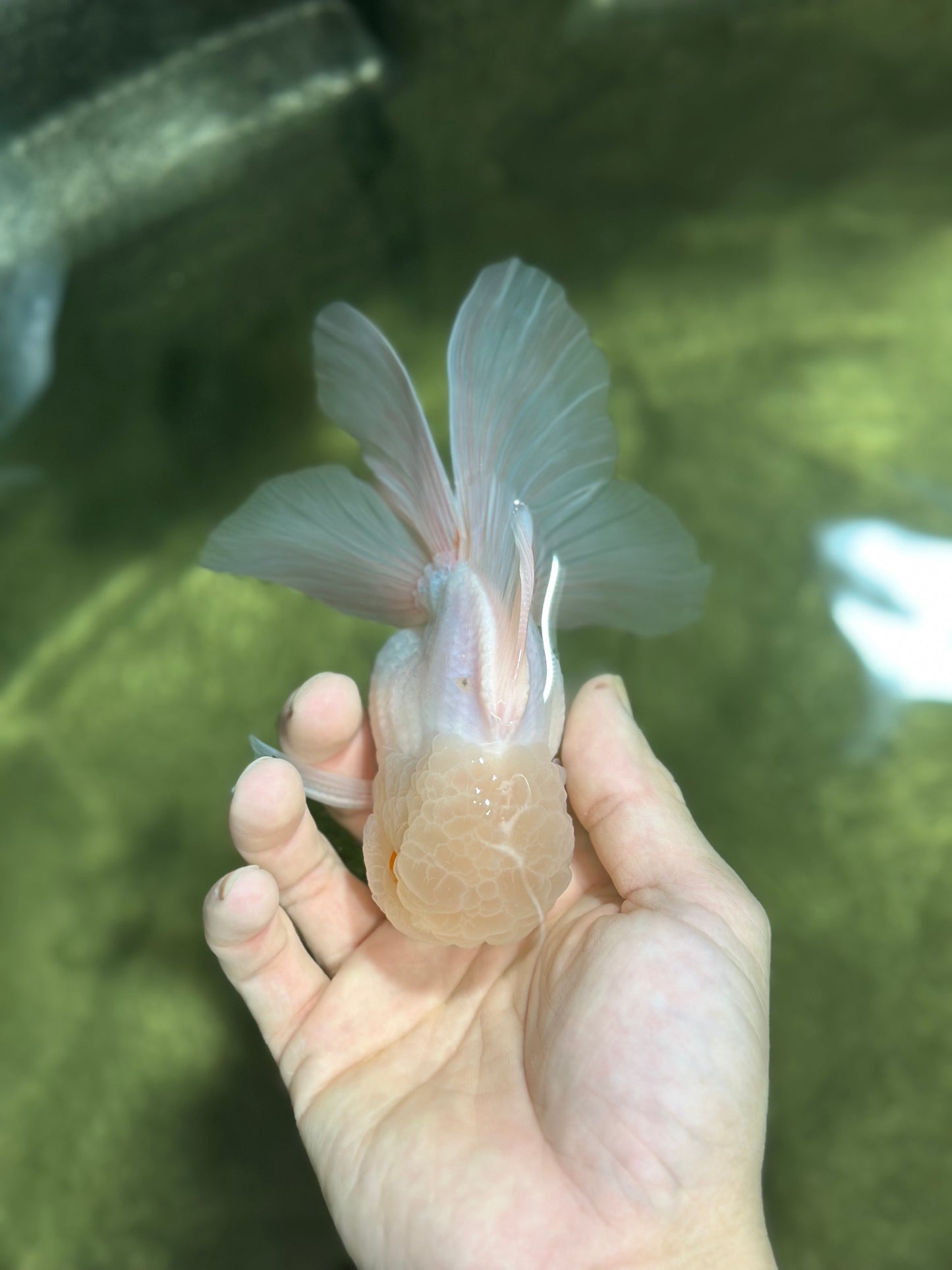 A Grade White Oranda Male 5 inches #121324OR_22