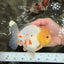 POPCORN AAA Grade Red White Yuanbao Male 5-5.5 inches #050126YB_18