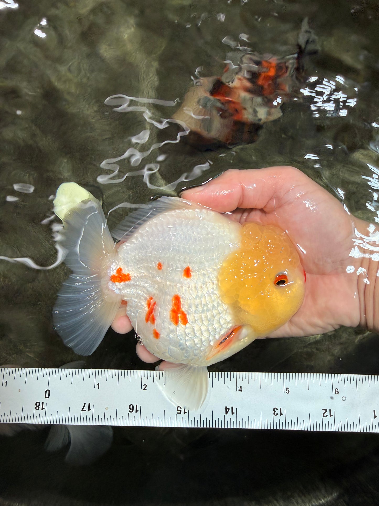 POPCORN AAA Grade Red White Yuanbao Male 5-5.5 inches #050126YB_18