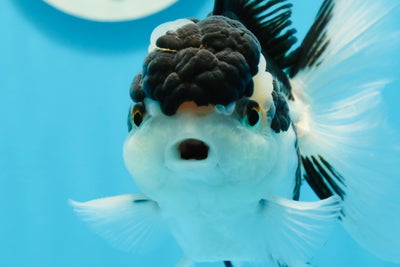 AAA Grade Panda Oranda Male 5 inches #0920OR_26