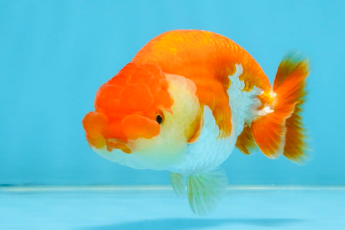 A Grade Red White LionQueen 4 inches #112125LC_06