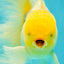 A Grade White Oranda Male 5.5-6 inches #080726OR_11