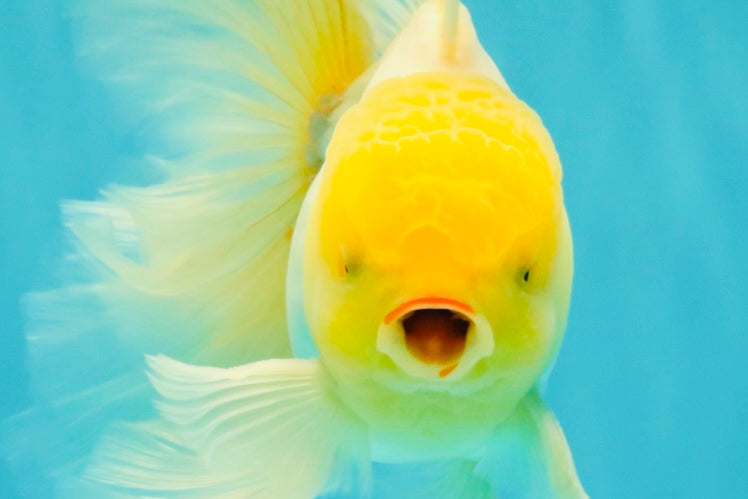 A Grade White Oranda Male 5.5-6 inches #080726OR_11