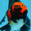 AAA Grade LAVA Tricolor Oranda Male 6 inches #090525OR_12