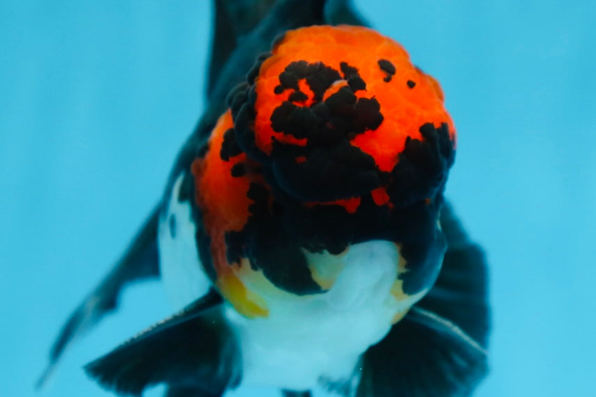 AAA Grade LAVA Tricolor Oranda Male 6 inches #090525OR_12
