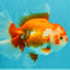 UNIQUE AAA Grade Red White Oranda Female 6.5-7 inches #032026OR_04