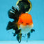 NEMO AAA Grade Apache Oranda Male 6.5 inches  #082225OR_09