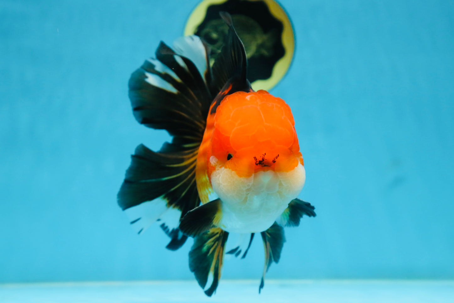 NEMO AAA Grade Apache Oranda Male 6.5 inches  #082225OR_09