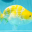 Lemon Neon Ranchu Female 6 inches #0112RC_09