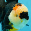 AAA Grade Tricolor Oranda Female 5.5-6 inches #050925OR_33