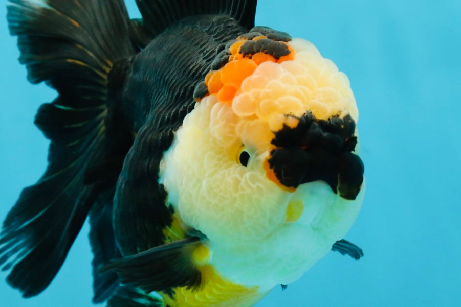 AAA Grade Tricolor Oranda Female 5.5-6 inches #050925OR_33