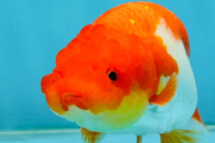 Red White Lionchu Female 4 inches #121225LC_10