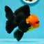 Grumpy 😡 A Grade Red Head Button Eyes Oranda Male 4.5-5 inches #1004OR_38